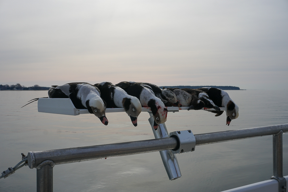 Harvesting waterfowl aboard The Marylander